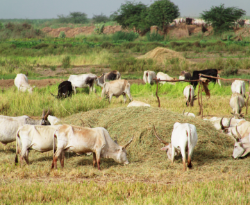 Elevage et pastoralisme