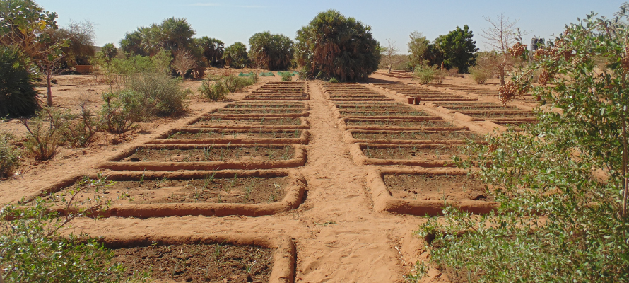Action Climat de la Cedeao: quelles perspectives