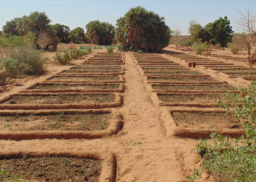 Action Climat de la Cedeao: quelles perspectives