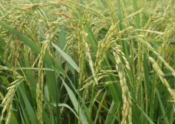 Agence régionale pour l’agriculture et l’alimentation (ARAA) : 10 ans au service du développement agricole en Afrique de l’Ouest et au Sahel