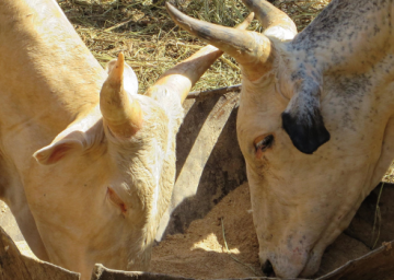 Réserve régionale de sécurité alimentaire : une concertation régionale sur la mise en œuvre de la Composante Aliment du bétail