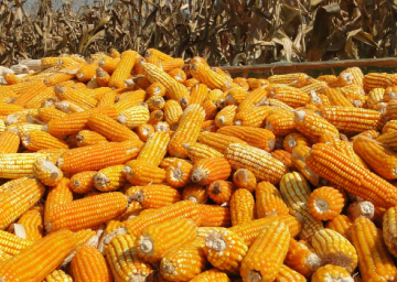 Sécurité alimentaire et nutritionnelle : Agir d’urgence pour sauver plus de 50 millions de vies