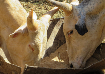 Aliment de qualité pour le bétail : promouvoir leur production et leur distribution