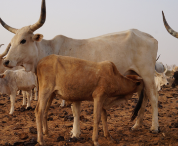 Research and Innovation for Productive, Resilient and Healthy Agro-Pastoral Systems in West Africa Project - PRISMA