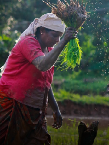 Project to improve agroecology training courses at ‘’Ferme des 4 chemins’’ in Senegal
