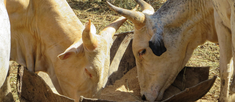 Réserve régionale de sécurité alimentaire : une concertation régionale sur la mise en œuvre de la Composante Aliment du bétail