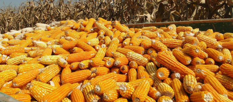 Sécurité alimentaire et nutritionnelle : Agir d’urgence pour sauver plus de 50 millions de vies