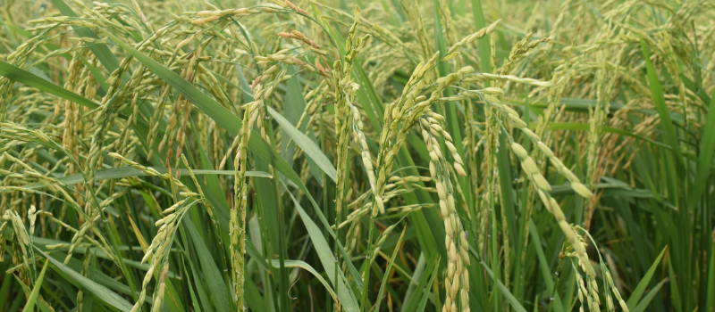 Développement d’entreprises rizicoles : la CEDEAO pour l'institutionnalisation et le déploiement du fonds de subvention de contrepartie