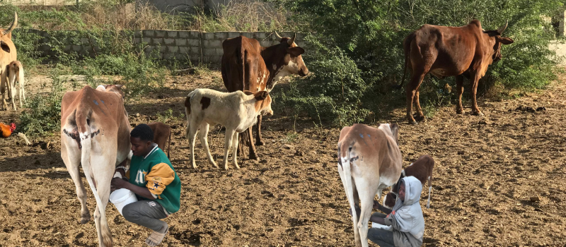 Acquisition de vaches laitières métisses au Sénégal avec l’appui de la CEDEAO : une dynamique de transformation pour l’élevage laitier