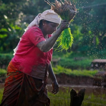 Project to support the promotion of domestic ruminant fattening and the development of the livestock trade in Togo (PERCO).