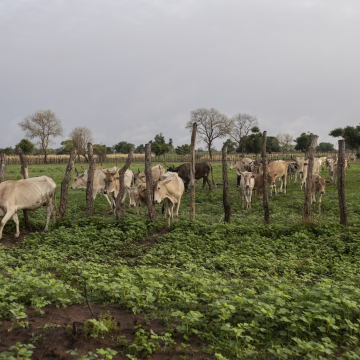 Research and Innovation for Productive, Resilient and Healthy Agro-Pastoral Systems in West Africa Project - PRISMA